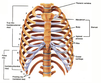 axial skeletal